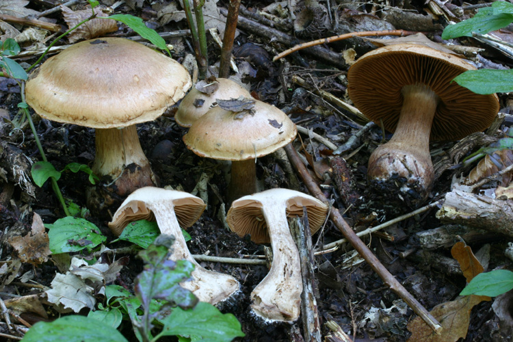 Cortinarius aprinus  Melot